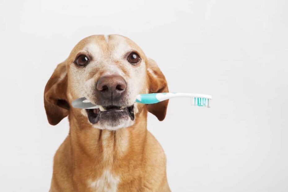Как да мием зъбите на кучето си у дома
