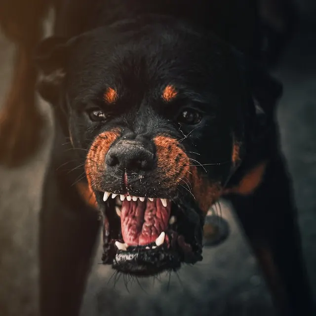 агресия при кучета
