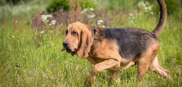 bloodhound 1