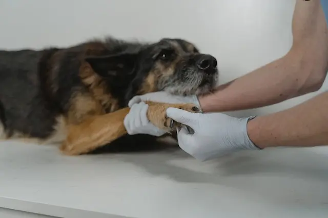 куче с наранена лапа при ветеринар