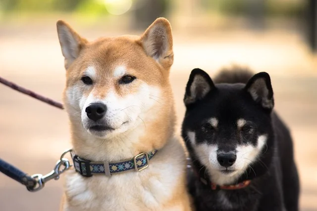 японски породи кучета